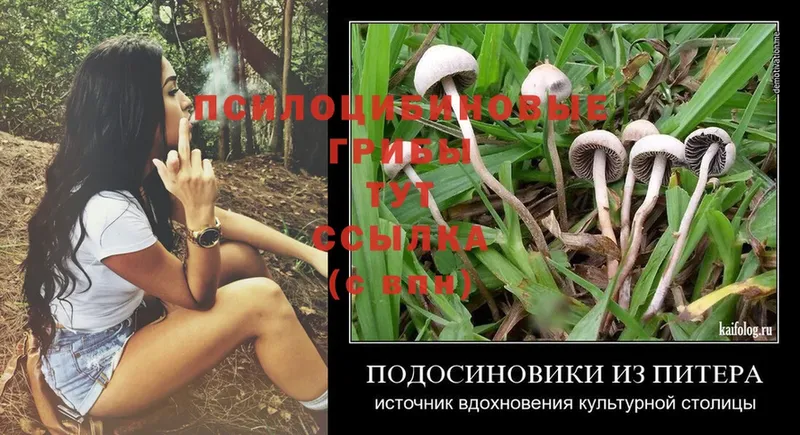 Псилоцибиновые грибы MAGIC MUSHROOMS  ОМГ ОМГ ТОР  Томск 